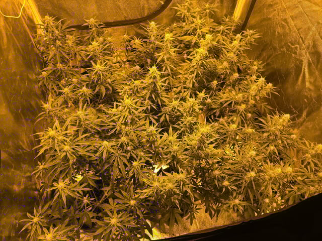 3rd Auto Grow — flower, day 71