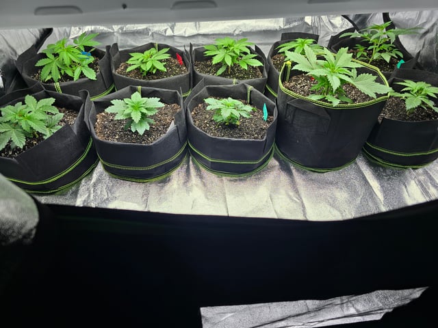 2nd Autoflower Indoor Grow — vegetative, day 20