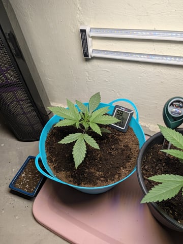 Apple Betty — vegetative, day 6