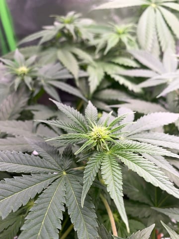 2nd Try — flower, day 58