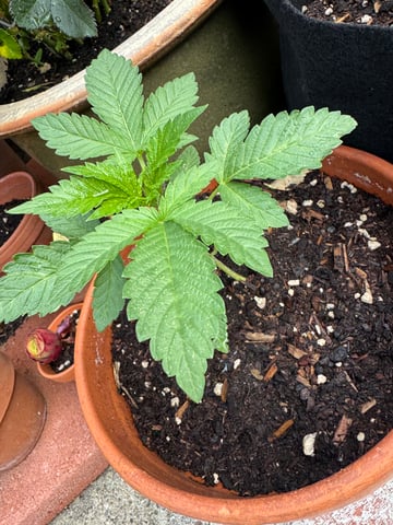 ice breaker 1 and 2  — seedling_rooting, day 1