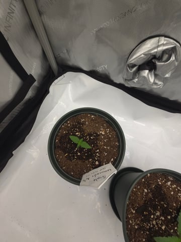 Fast Buds - Purp Lemonade — seedling_rooting, day 11