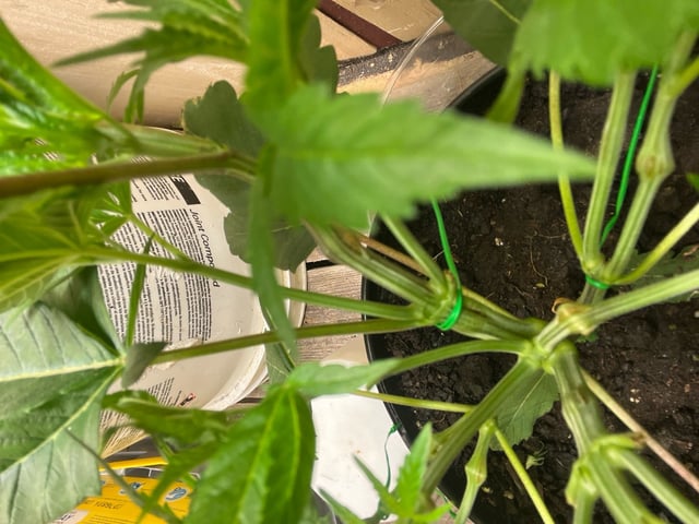 white 🕷️  — vegetative, day 37