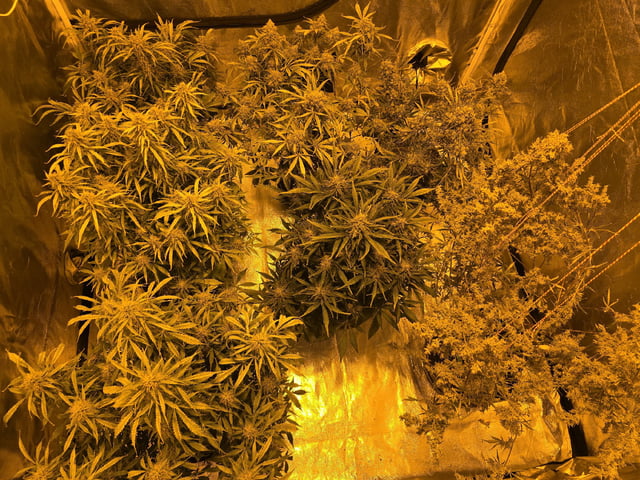 Autos AGAIN — flower, day 89
