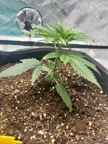 First Ever Grow GT — seedling_rooting, day 25