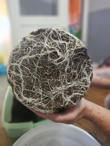 gary poppins — flower, day 56