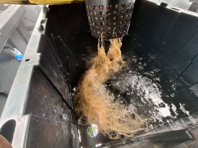 BABY SISTER — flower, day 73