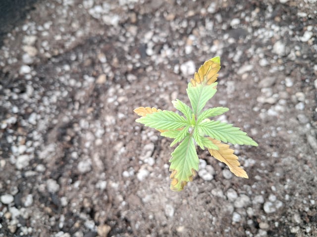 re-start new germination — vegetative, day 23