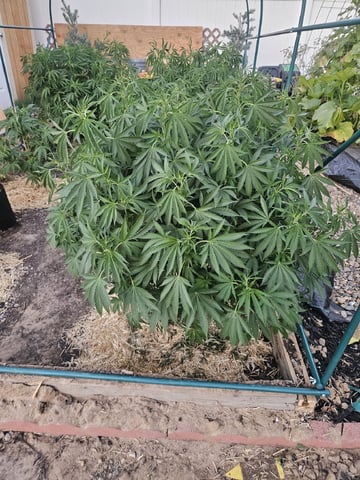 Sour Headies/OGBX1