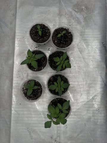 PBB and SN — vegetative, day 22