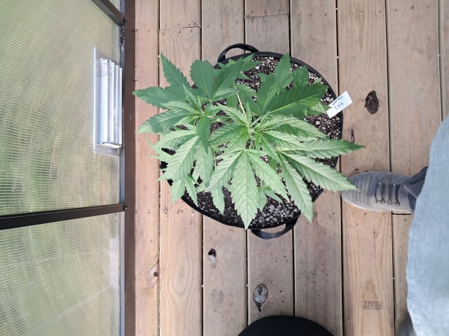 re-start new germination — vegetative, day 51