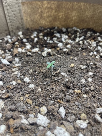 3x3 Grow — flower, day 12