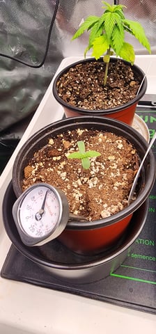 Here We Grow... — seedling_rooting, day 25