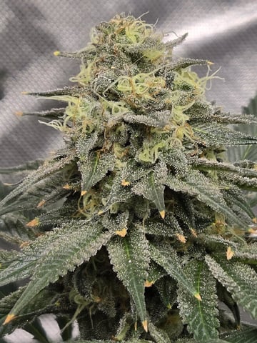 Bruce Banner #4  — flower, day 107
