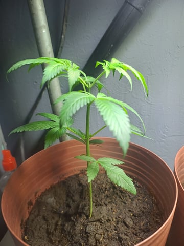 Indoor 🇲🇽 — vegetative, day 24