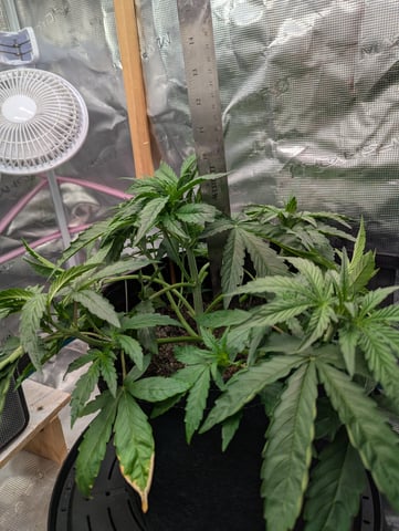 Boogie Brew Basic — vegetative, day 56