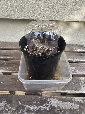 Bruce Banner — seedling_rooting, day 4