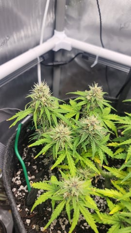 Number Two.  Lola — flower, day 82