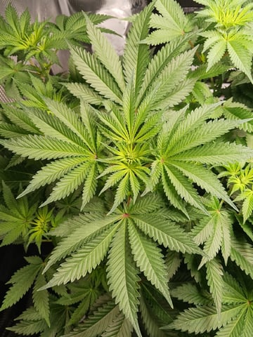 9lbhammer feminized  — flower, day 38