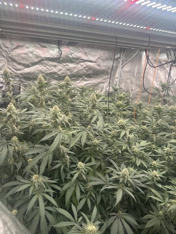 Second Indoor (all Clones) — flower, day 109