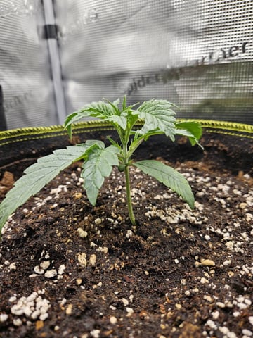 A chill grow in the small tent — vegetative, day 18