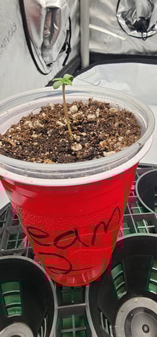 Orange cream pop and sour strawberry — seedling_rooting, day 1
