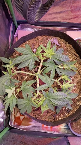 Purple Plum Perfect 💜 & 2 Grape Runtz 🍇 Mainlining garden.  — vegetative, day 107