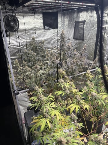 Humboldt, Hella Jelly. Jelly Donut  — flower, day 97