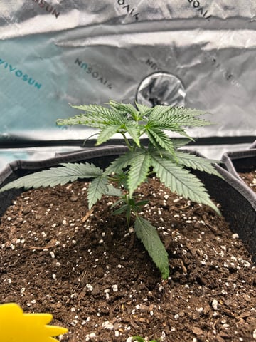 First Ever Grow GT — vegetative, day 26