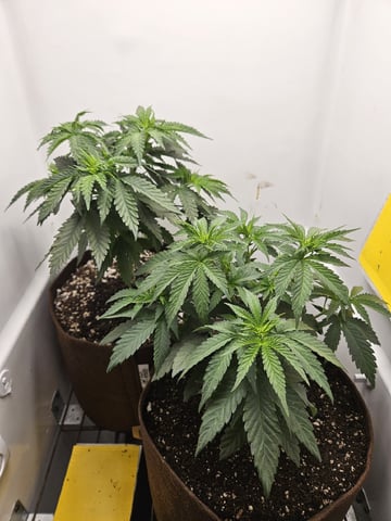 "NO CHEMA CUH" — vegetative, day 44