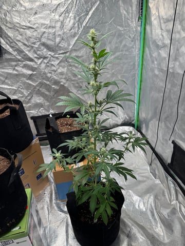 white runtz auto flower — flower, day 43