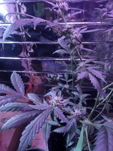 Queen Royal Autoflower  — flower, day 101