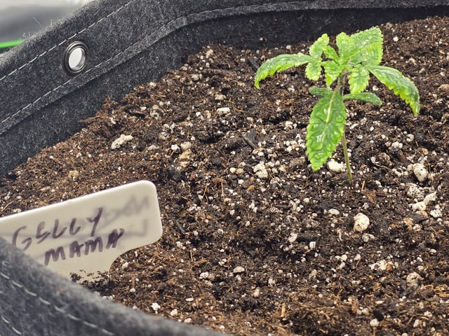 2nd grow round 2 — seedling_rooting, day 12