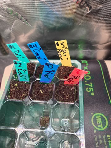 Critical Purple Kush — germination, day 5