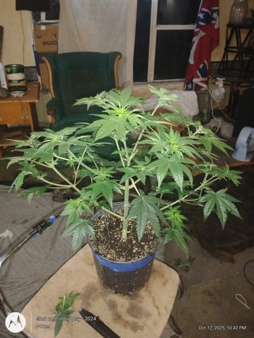 Blueberry Cupcake -- Humboldt County (pheno hunt/clone run) — flower, day 8