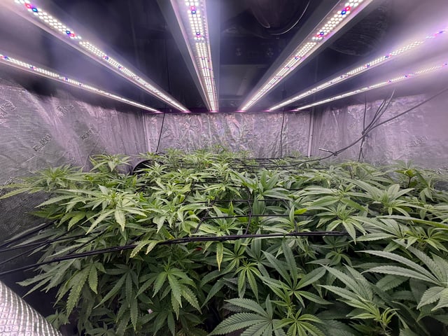 exotic genetix / beleaf cut white truffle  — vegetative, day 5