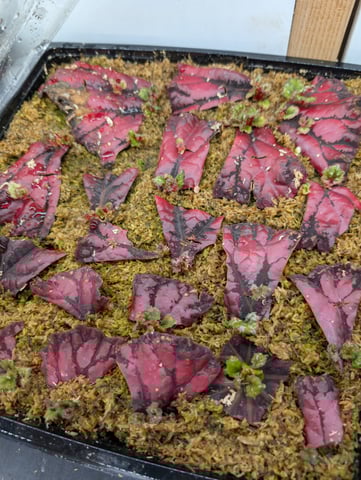 See what grows — vegetative, day 174