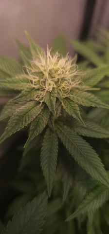 Cookies Usa — flower, day 83