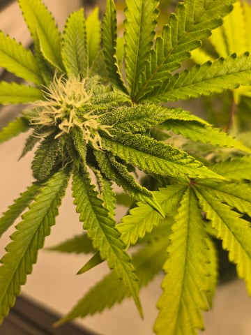 2nd Grow 3x5 tent — flower, day 106