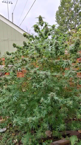 black and blue moon rocks  — grow_setup, day 1