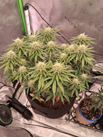 fruity pebbles, cap junky — flower, day 87