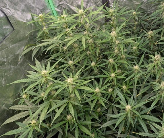 Strawberry Cheesecake Seedsman Seeds Autoflowers x2 — flower, day 61