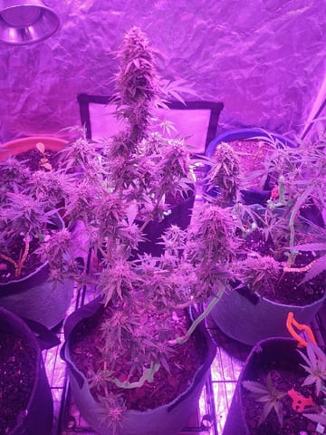 First autos  — flower, day 83