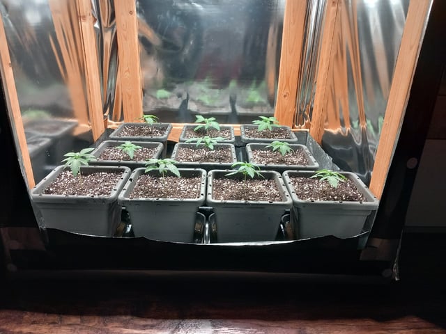 Critical Feminisiert Ganjafarmer  — vegetative, day 20