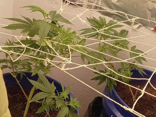 closet grow for veg with a.c infinity air intake fan .With no carbon filter just suction,and spider farmer sf 7000.Then a spider farmer sf tent 4×4×6.5with a G1500 l.e.d from spiderfarmer and spider farmer 6inch clip oscalating fan. — vegetative, day 19