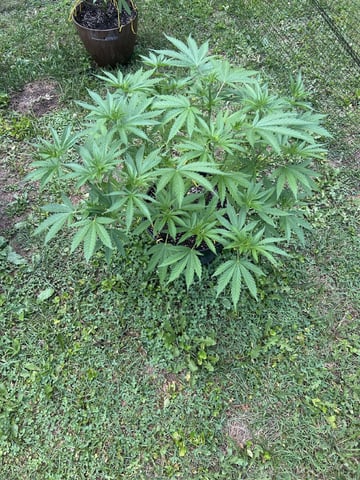 2026 Outdoor — vegetative, day 65