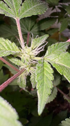 OG Kush — flower, day 74