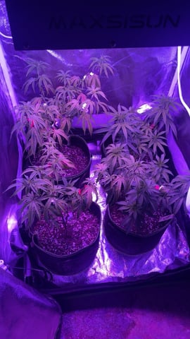 On to the next journey.  — vegetative, day 92