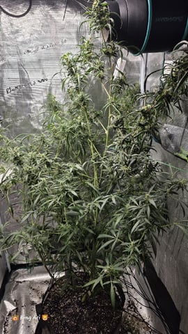Slightly Stoopid Fruits  — flower, day 85