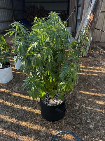 Outdoor Grow — vegetative, day 86